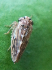 Agalliini