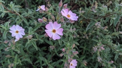 Cistus × skanbergii