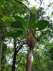 Parathesis donnell-smithii