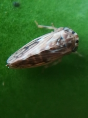 Agalliini