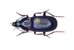 Lachnocrepis parallela