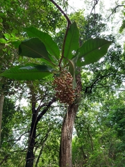 Parathesis donnell-smithii