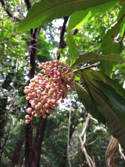 Parathesis donnell-smithii