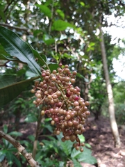 Parathesis donnell-smithii