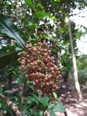 Parathesis donnell-smithii