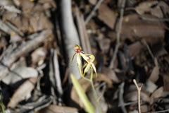 Caladenia ensata