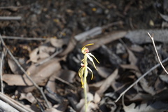 Caladenia ensata