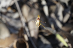 Caladenia plicata