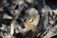 Caladenia plicata