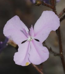 Stylidium affine