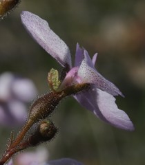 Stylidium affine