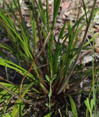 Stylidium affine