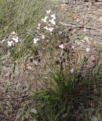 Stylidium affine