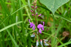 Desmodium pringlei