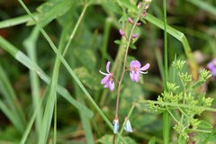 Desmodium pringlei