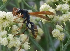 Polistes billardieri