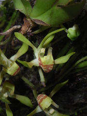 Sarcochilus parviflorus