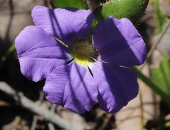 Scaevola calliptera