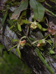 Sarcochilus parviflorus