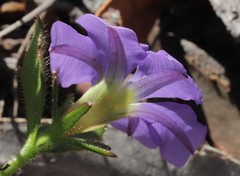 Scaevola calliptera