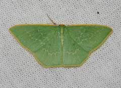 Chlorocoma melocrossa