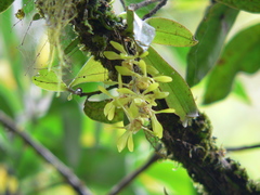 Sarcochilus parviflorus