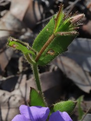Scaevola calliptera