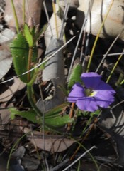 Scaevola calliptera