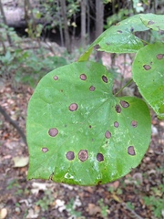 Pseudocercospora