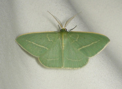 Chlorocoma stereota