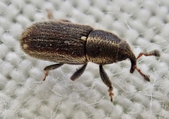 Mecinus circulatus