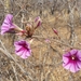 Ipomoea shirambensis - Photo (c) frasergear, algunos derechos reservados (CC BY-NC), subido por frasergear