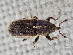 Mecinus circulatus