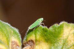 Graphocephala cythura