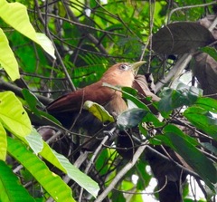 Raffles's Malkoha photo 4