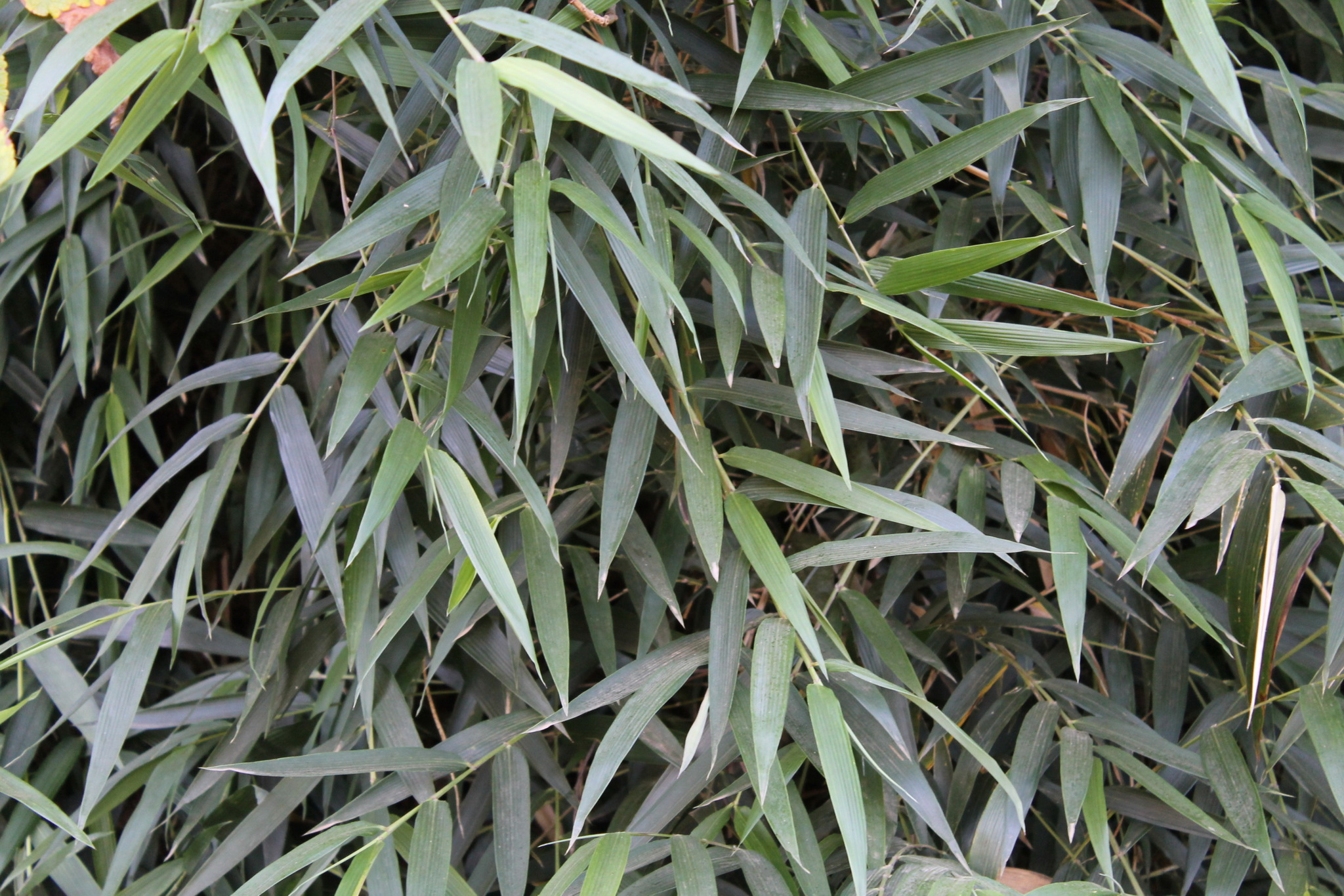 Chusquea quila