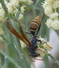 Polistes billardieri