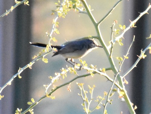 iNaturalist observation photo of Black-tailed Gnatcatcher