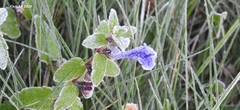 Scutellaria strigillosa