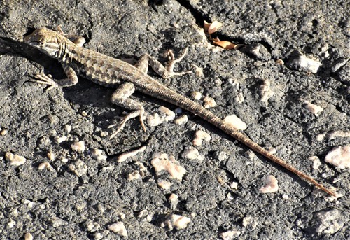 iNaturalist observation photo of Western Side-blotched Lizard