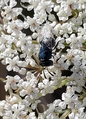 Perilampidae
