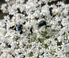 Perilampidae