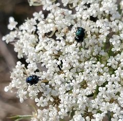Perilampidae