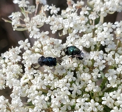 Perilampidae