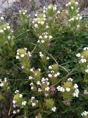 Triphysaria versicolor