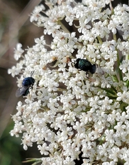 Perilampidae