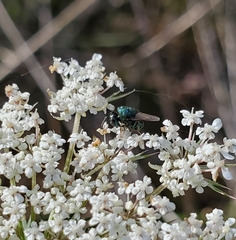 Perilampidae