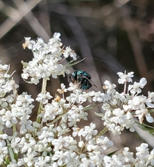 Perilampidae