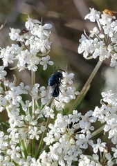 Perilampidae