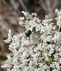 Perilampidae